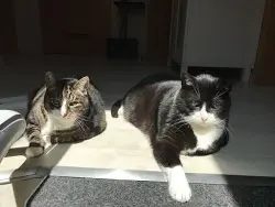 Bild von Stella