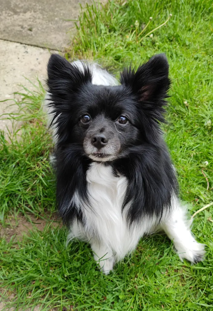 Bild von Sammy