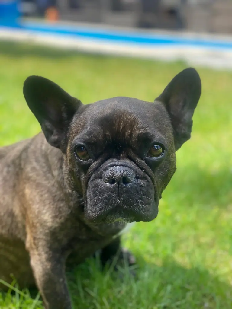 Condolence image of für unsere liebe Piya❤️