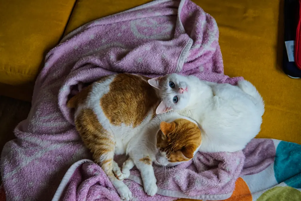 Condolence image of Kat