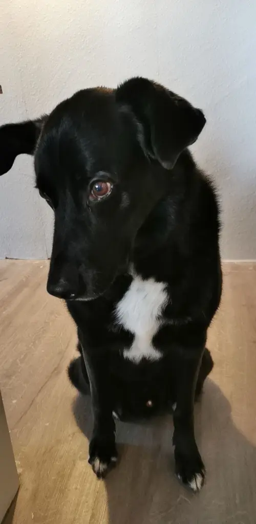 Bild von Diego