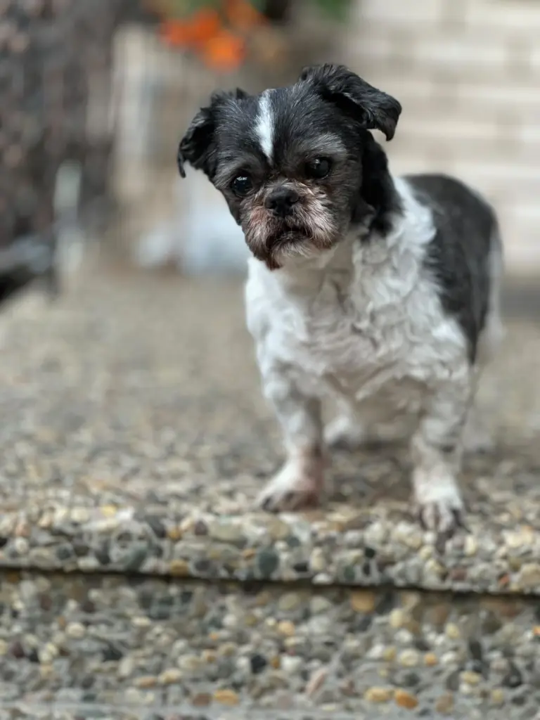 Bild von Cookie