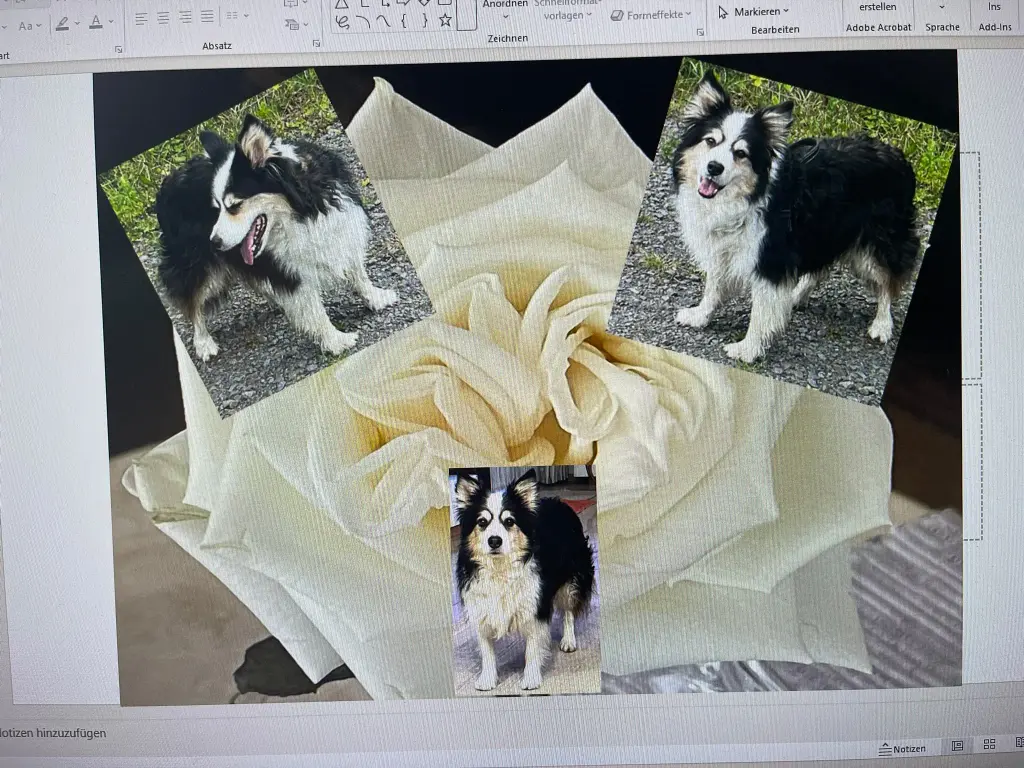 Bild von Filou