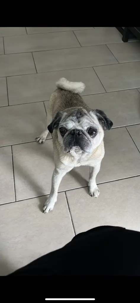 Bild von Elvis