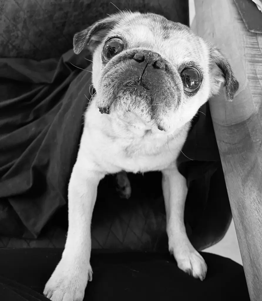 Bild von Elvis