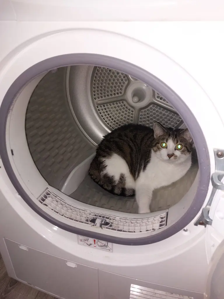 Bild von Kitty