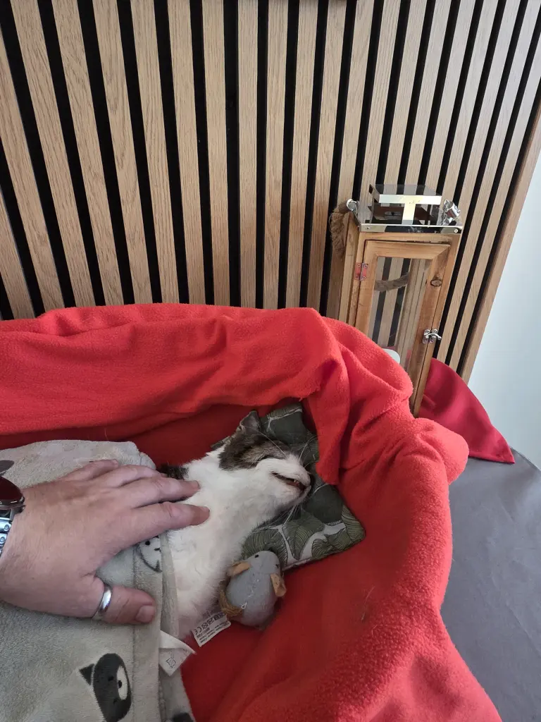 Bild von Kitty