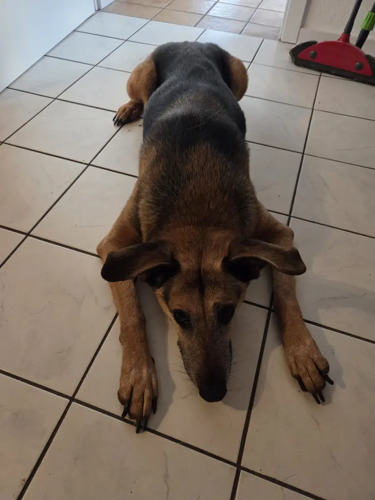 Bester Hund. Du warst so toll!!❤️