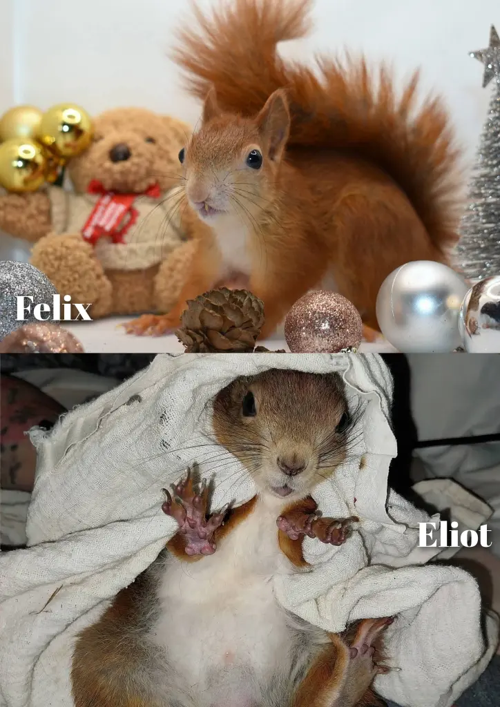 Bild von Felix, Elliot