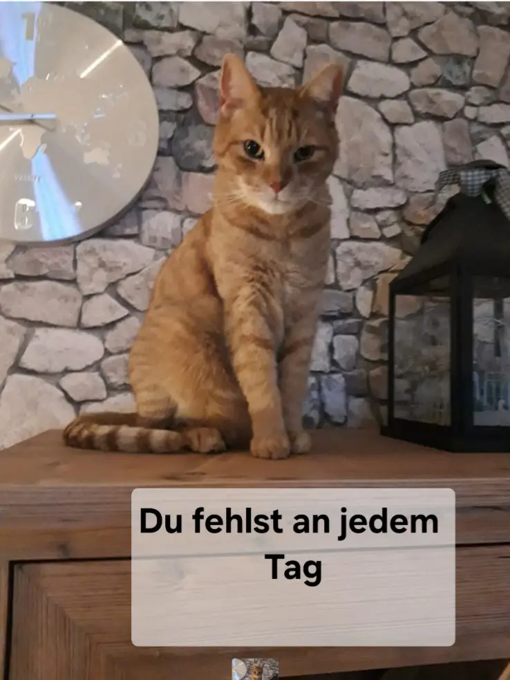 Bild von Zwieback