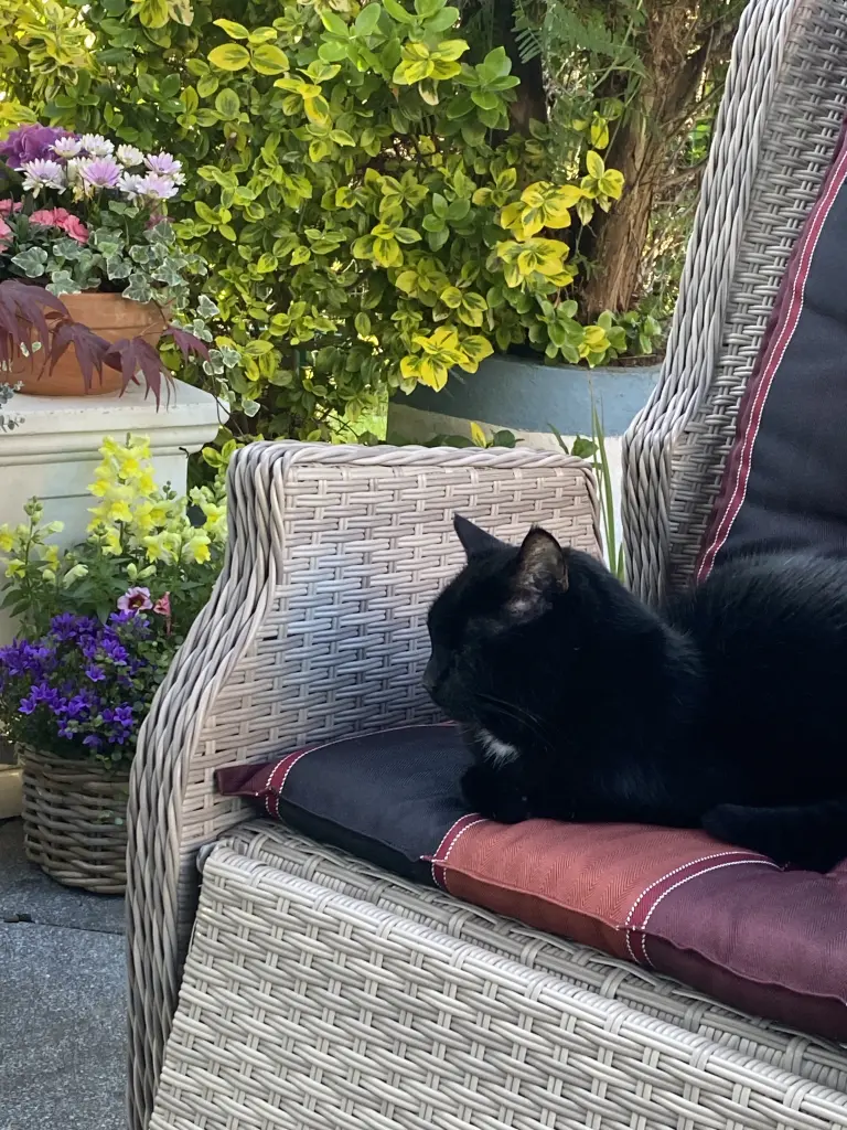 Bild von Leopold