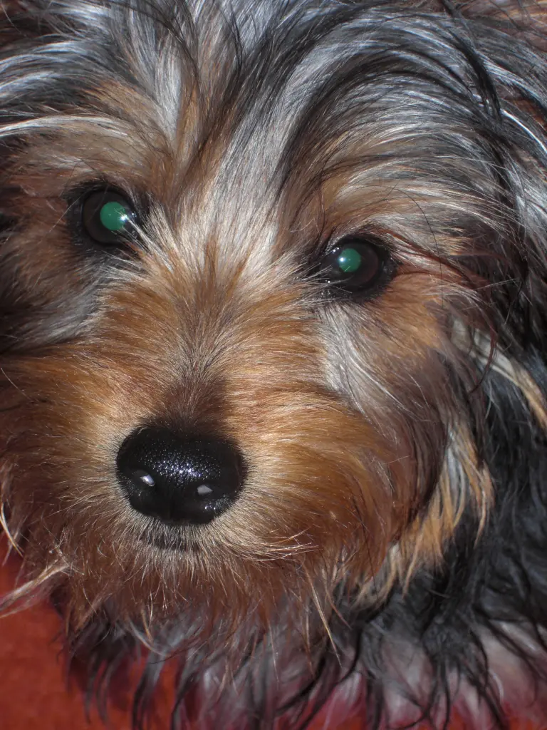 Bild von Blue Boy