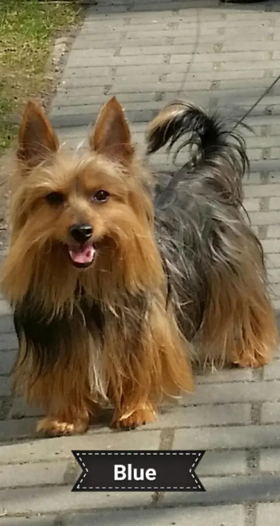 Bild von Blue Boy