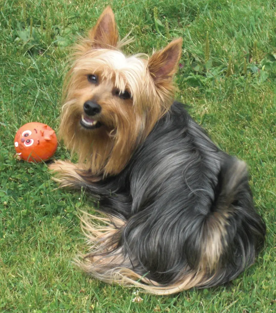 Bild von Blue Boy