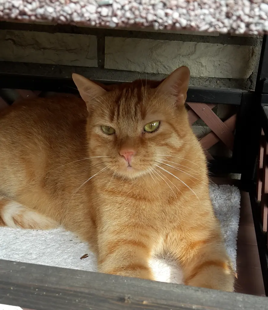 Mein Lieblingsplatz auf der Terrasse