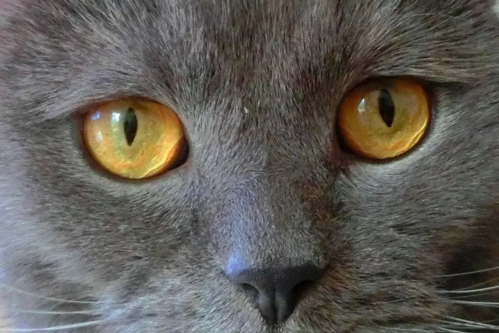 Die schönsten Augen der Welt