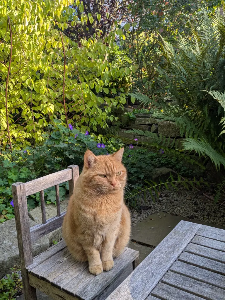 Mein Gartenstuhl
