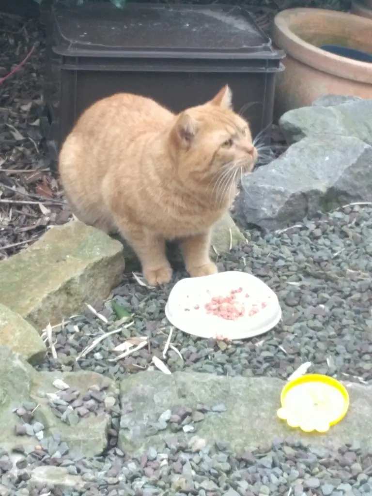 Bild von Samson