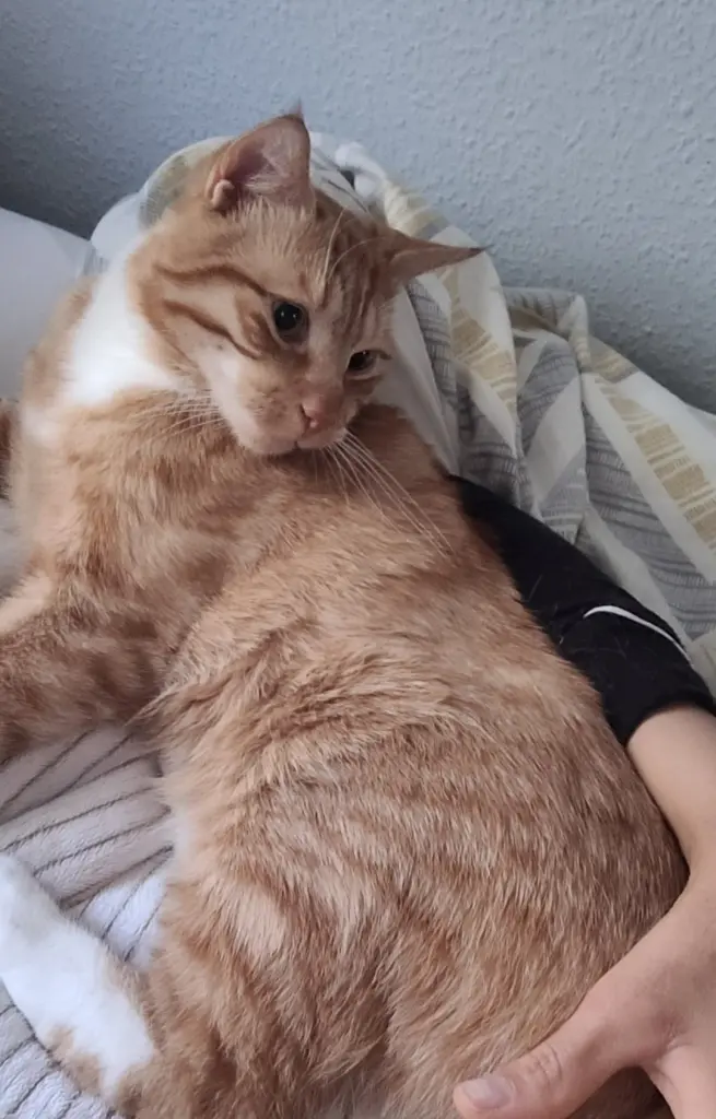 I will always remember how sweet, gentle and cuddly you were