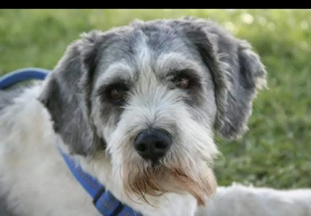 Image from Snoopy (Luzak)
