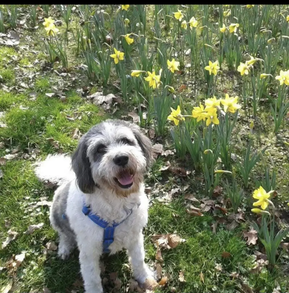 Image from Snoopy (Luzak)