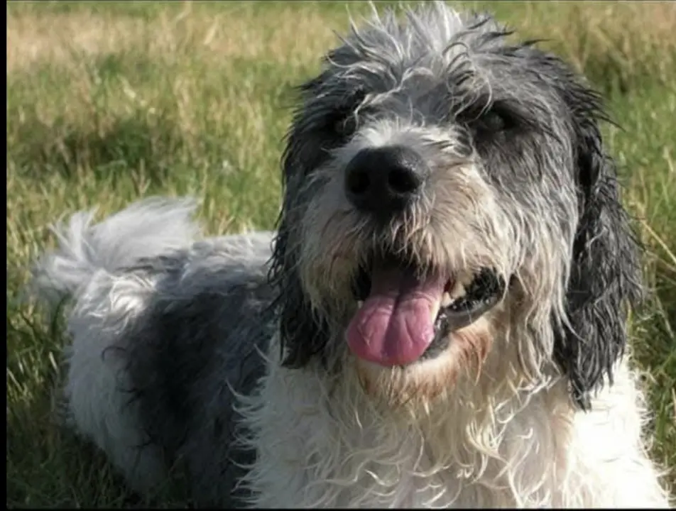 Image from Snoopy (Luzak)