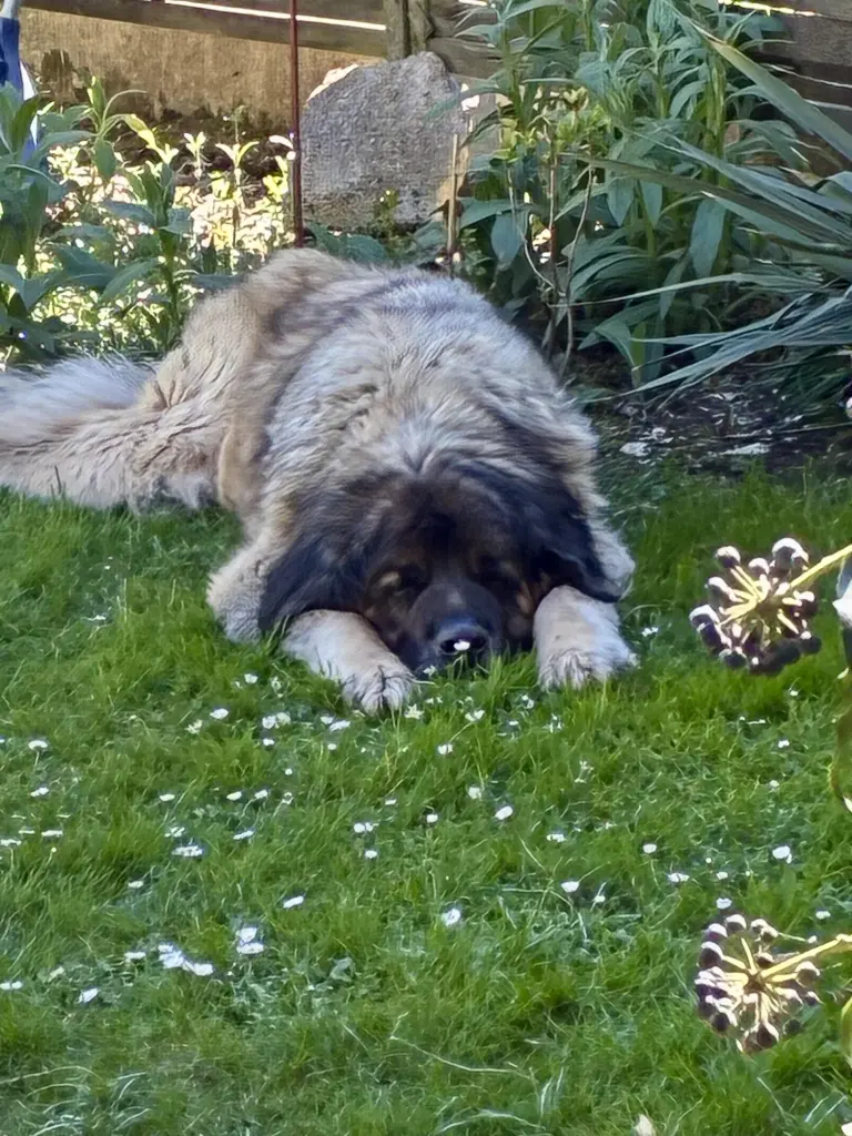 Andachtsbild von Krissi