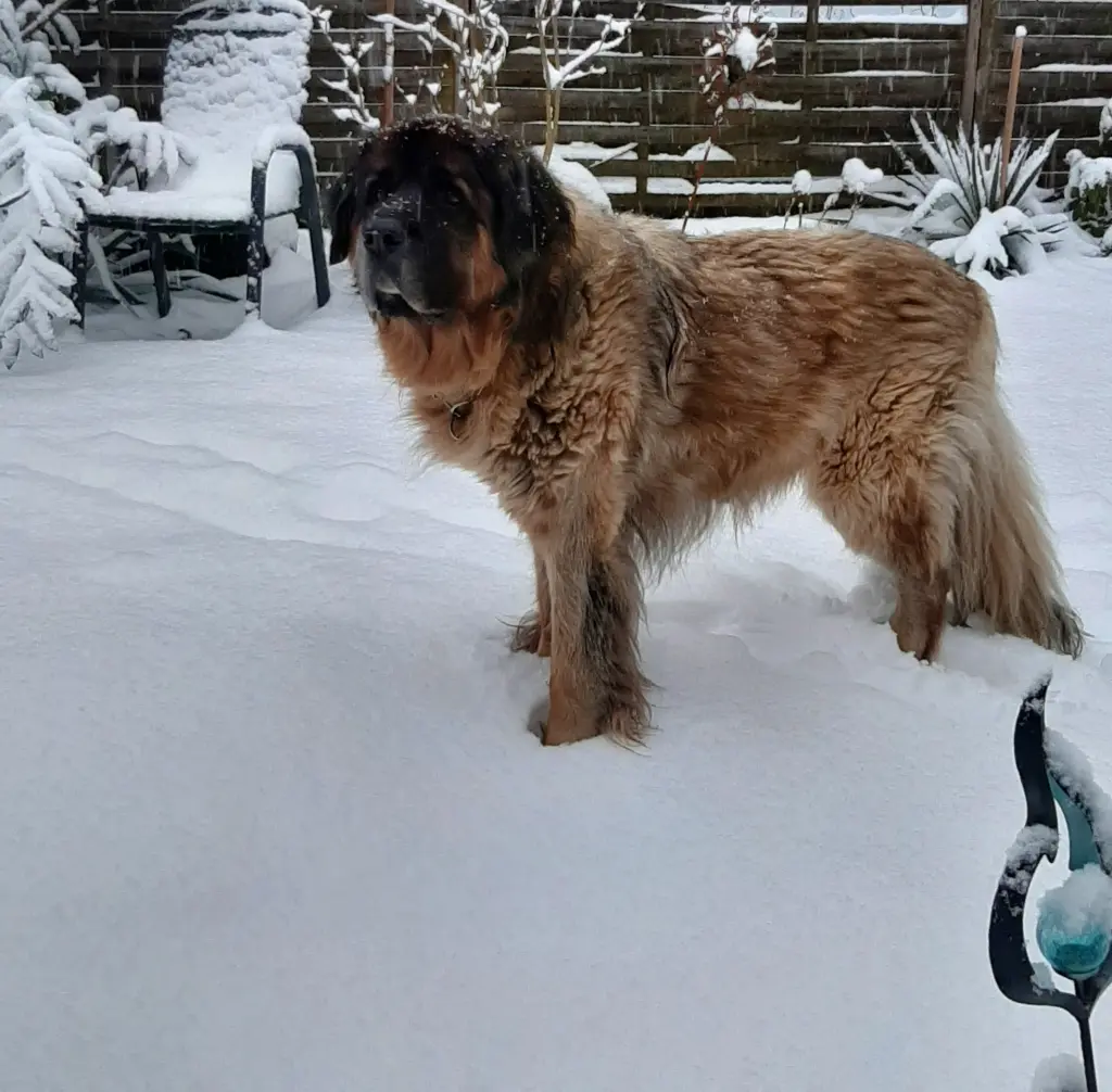 Bild von Boomer