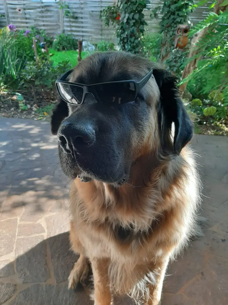 Bild von Boomer