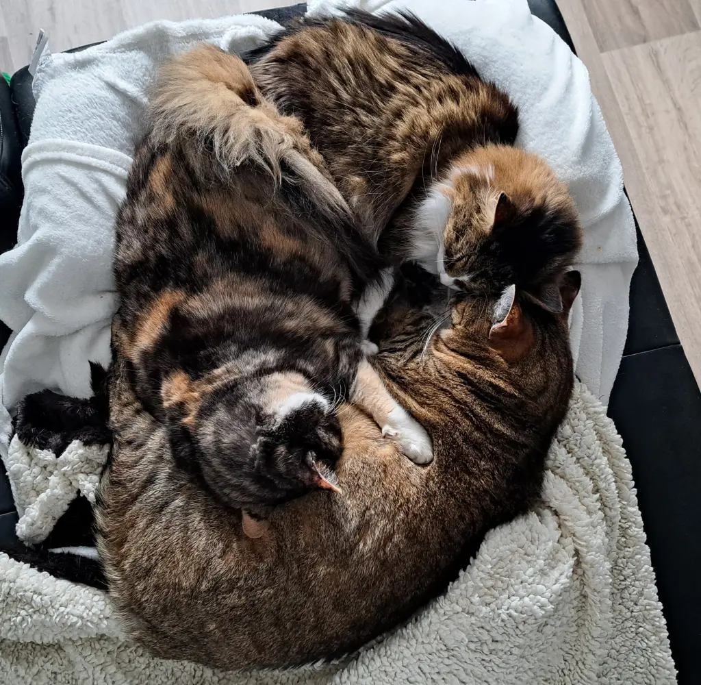 ein dreamteam ein super Trio