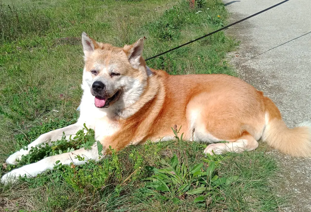 Bild von Rekka