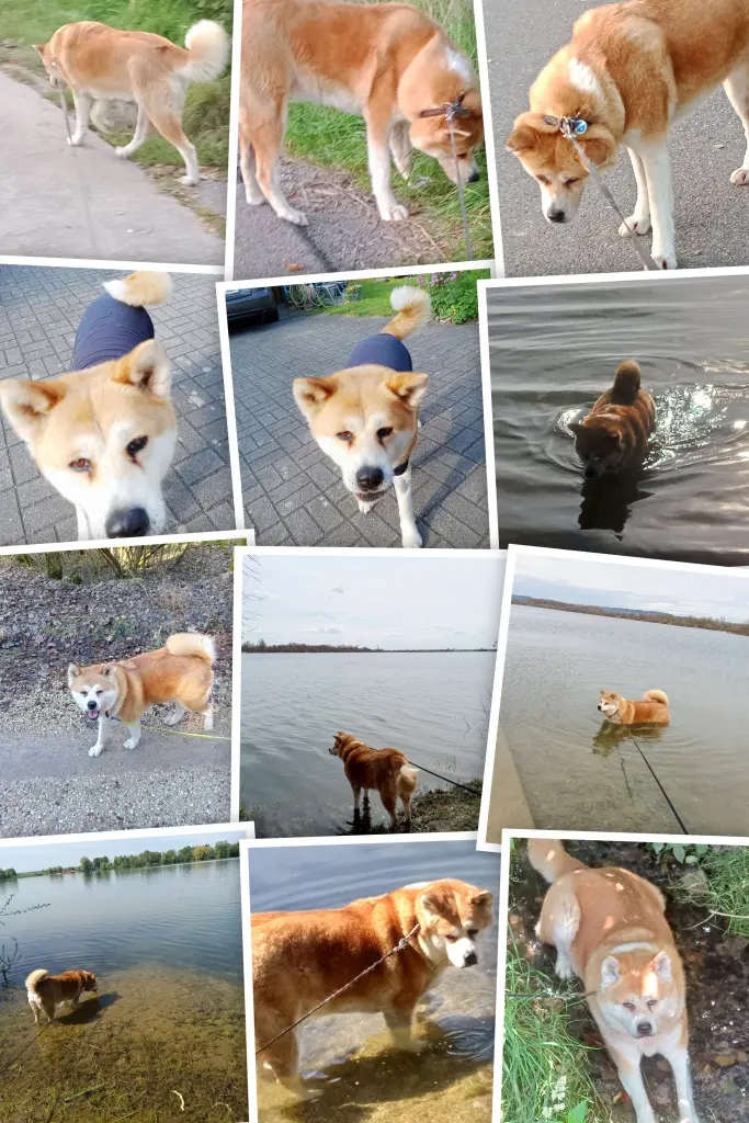 Bild von Rekka