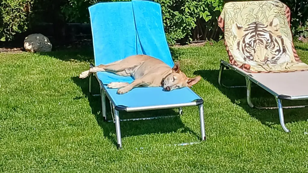 Relaxen im Garten, die blaue Liege musste es sein