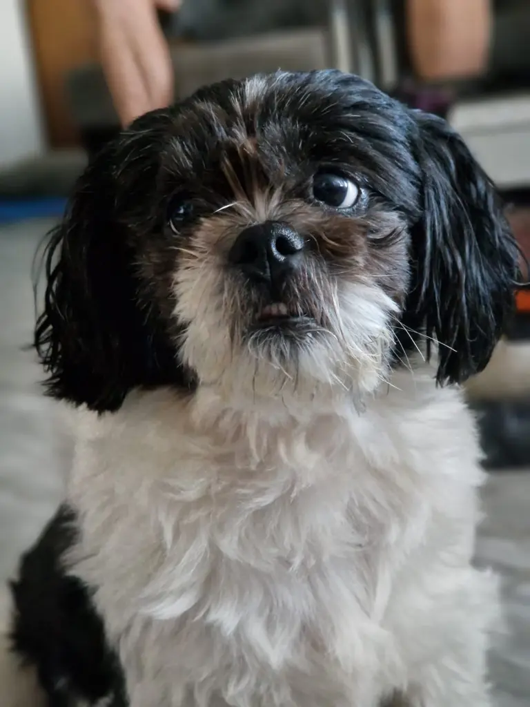 Bild von Blacky