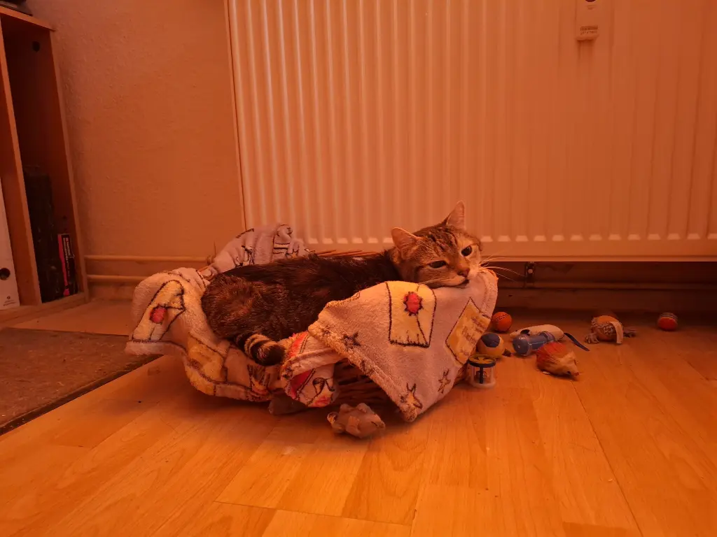 Bild von Kali