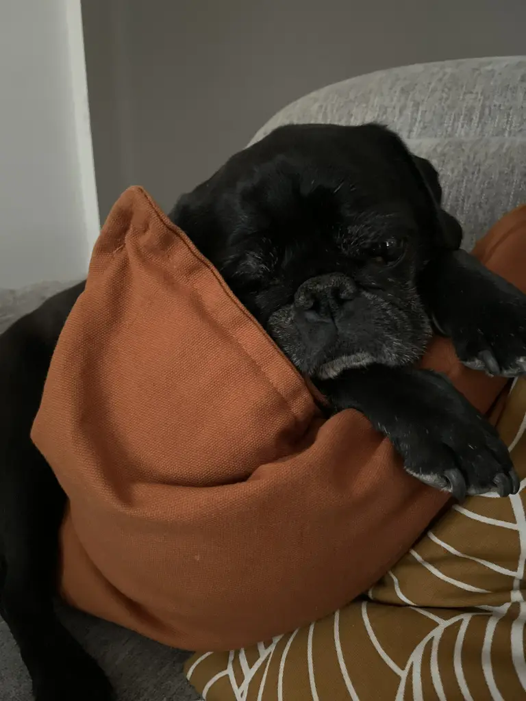 Bild von Nero