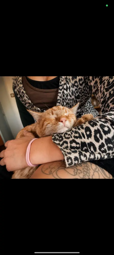 Bild von Garfield