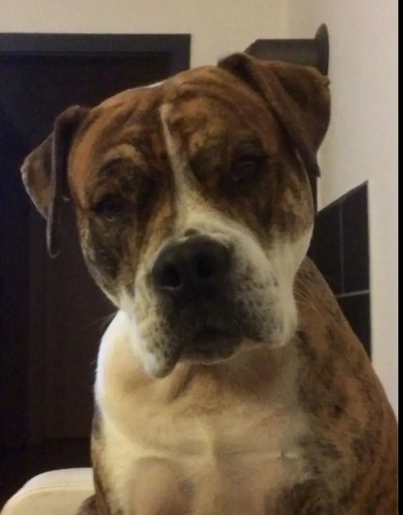 Bild von Tyson