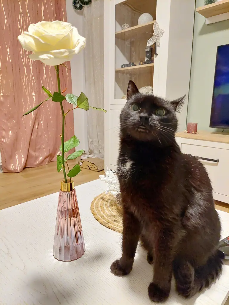 Bild von Romeo