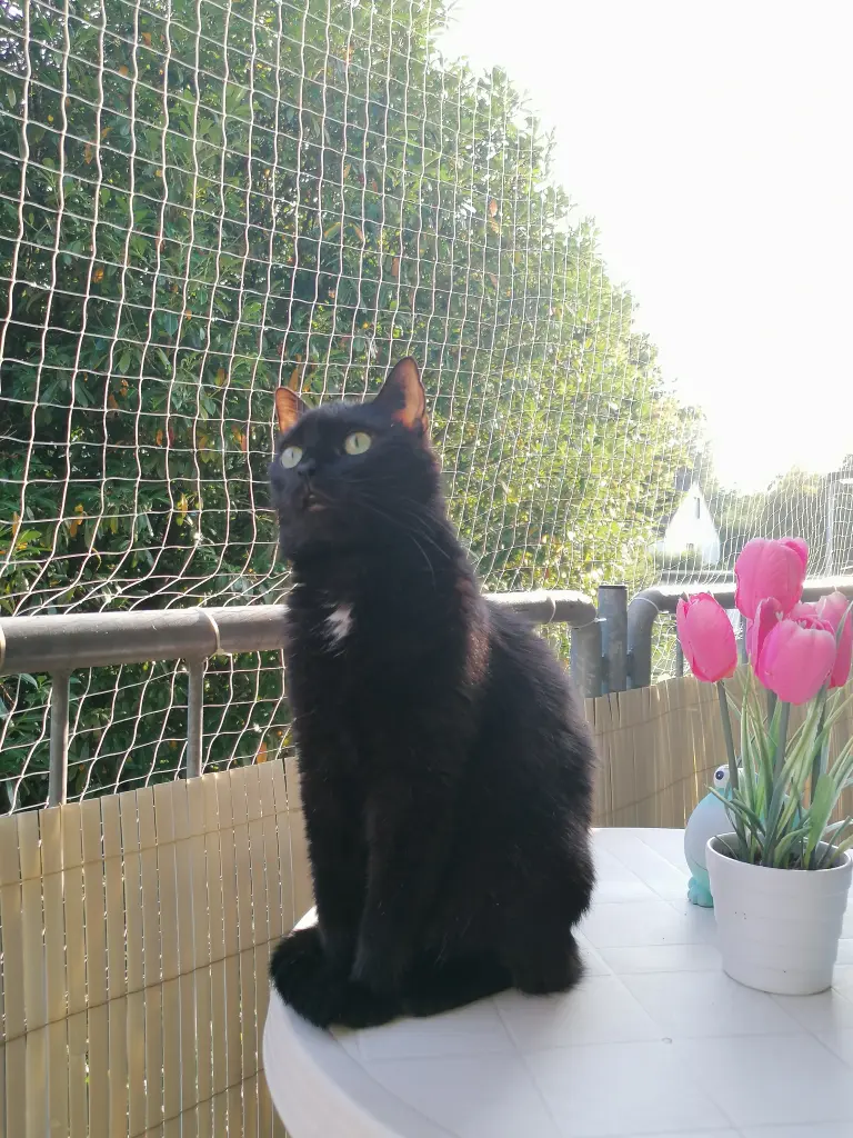 Bild von Romeo