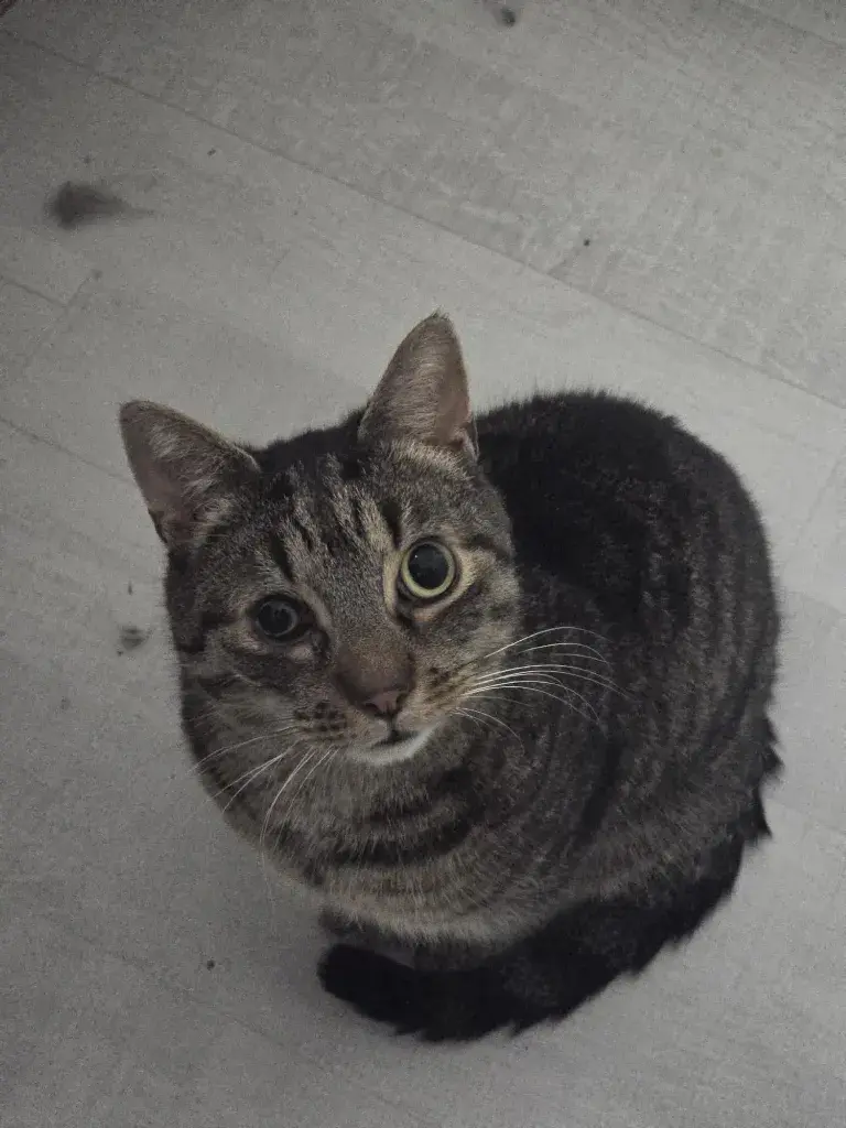 Bild von Findus
