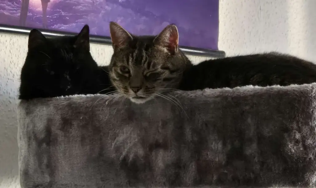Findus und seine Schwester Bonnie