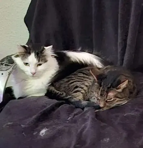 Findus und sein adoptierter Freund Puschel