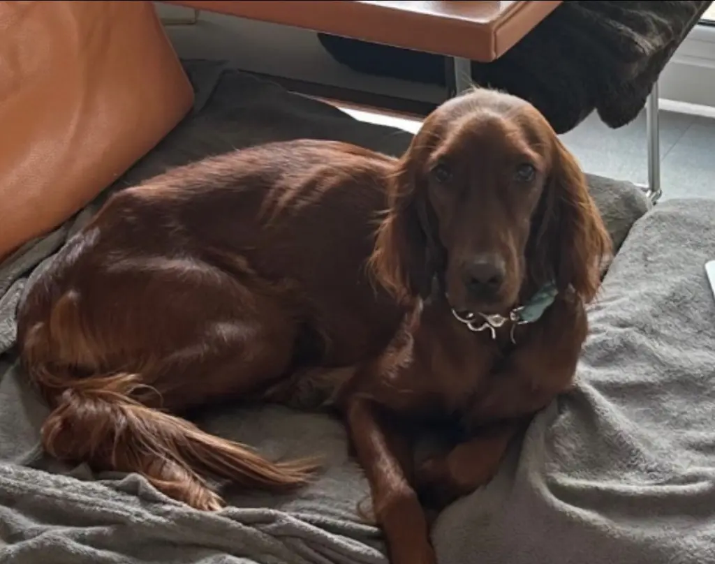 Bild von Ginger