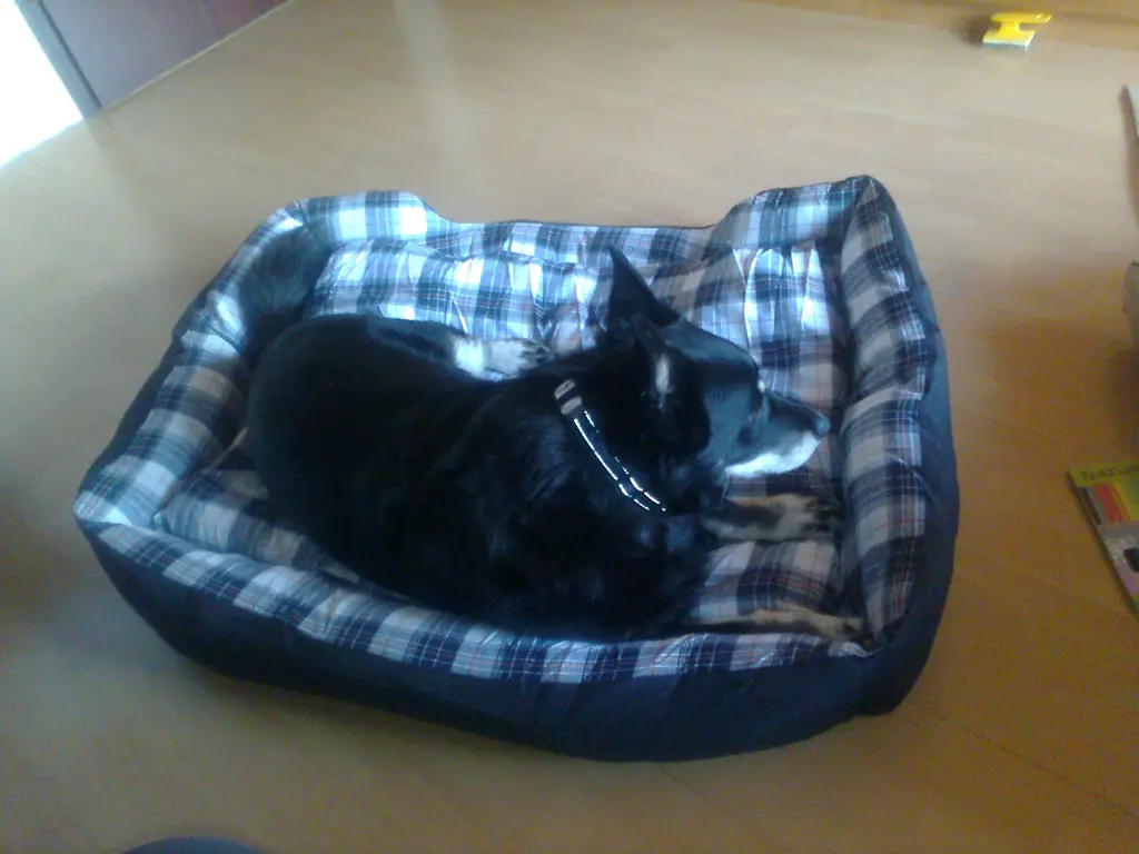 Condolence image of Katja mit Miego (+13.7.2018)