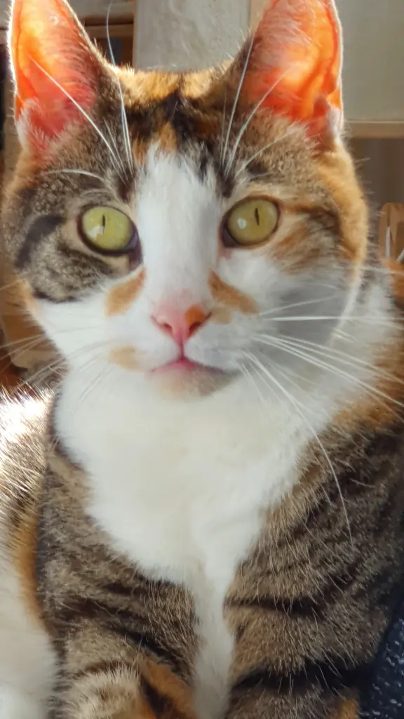 Bild von Phibie
