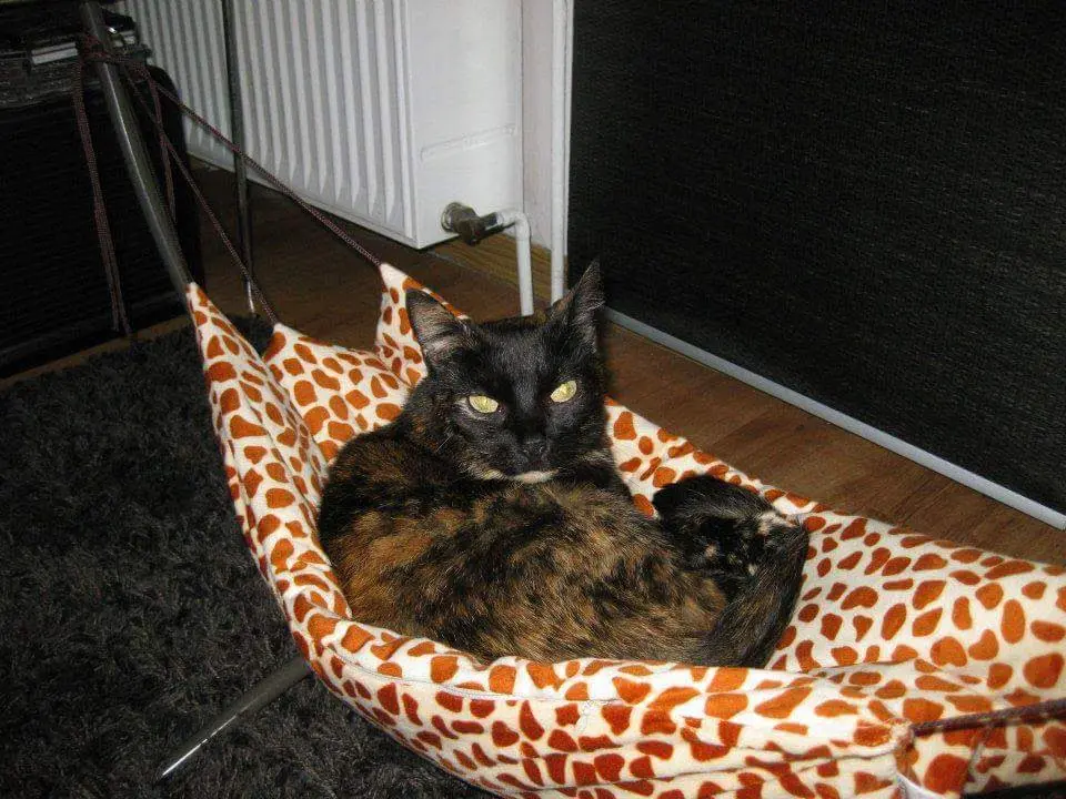 Bild von Lizzy