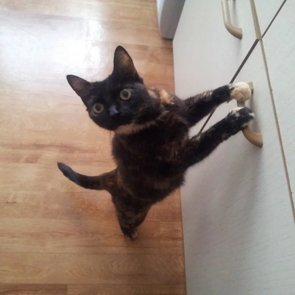 Bild von Lizzy