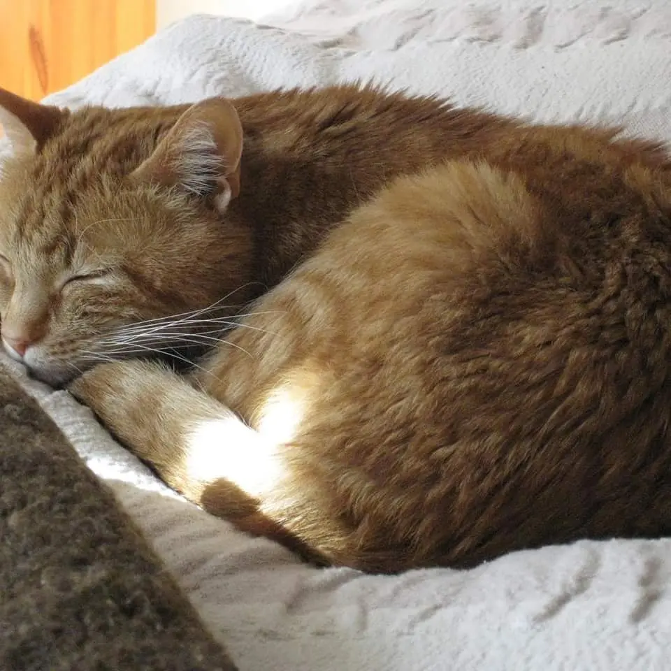 Bild von Lenny