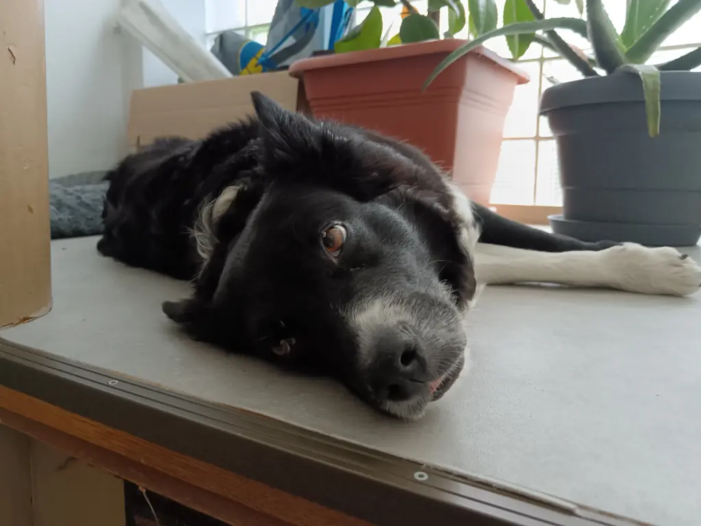 Bild von Sally
